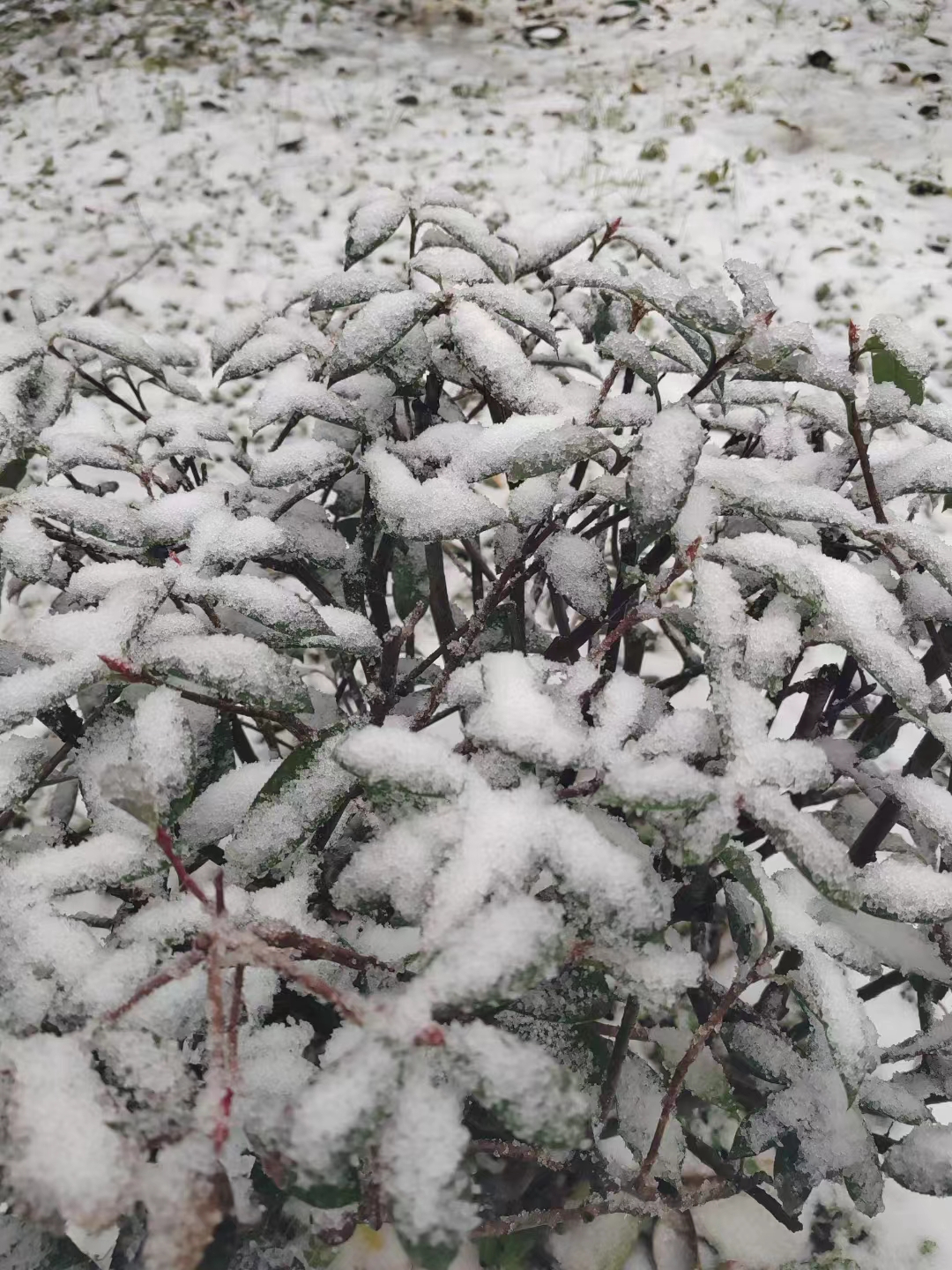 下雪了